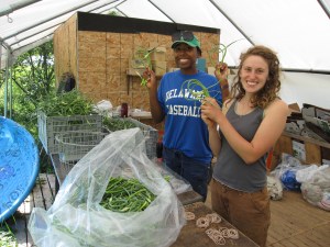 Minna & Jane bunching garlic scapes
