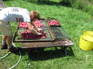029 Jordan washing potatoes