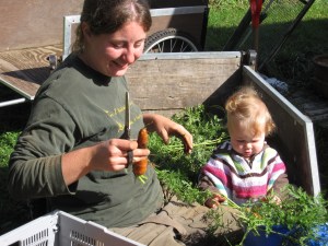 Carolyn and Cecilia, busy cleaning up carrots for the fall CSA.