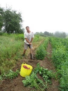 First Potato Harvest