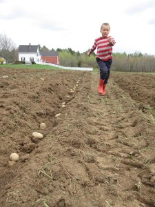 Eli sprinting down the rows on potato planting day