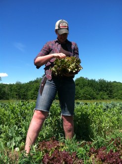Apprentice Katie Moeller harvesting the first  of the lettuce heads.