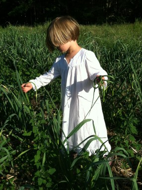 Someone wandered out to the field in her nightgown to help with the garlic scape harvest. 