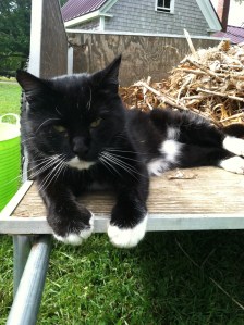 Big Tux believes himself to be the indisputable boss of the farm.  A bit of a bully and a bit of a love, he tends to find the most in-the-way spot on harvest days and settle in. 