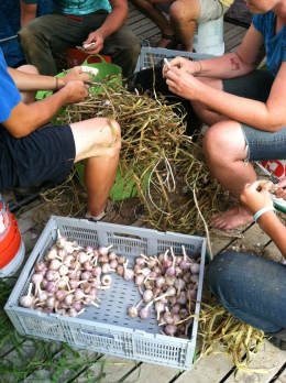 You know those ~ 10,000 heads of garlic we harvested?  Now it’s time for them to get cleaned, one by one.  As they cure we bring them down from the barn, cut off their long stalks, and buff them up for CSA members.  It tends to be the final job on a harvest day and is a welcome seated activity after all the harvesting and hauling.   