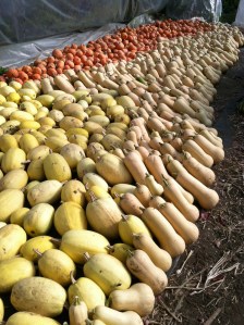 Rolling waves of squash!